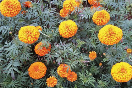 ルテイン＆ゼアキサンチン